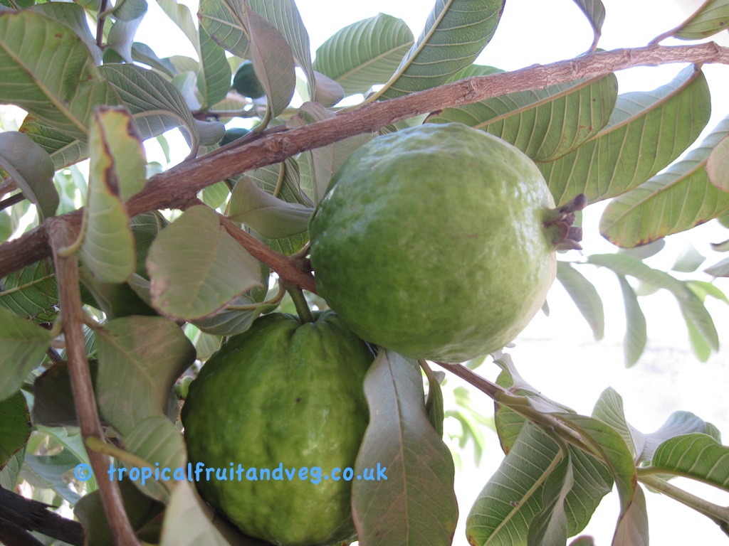 Guava image