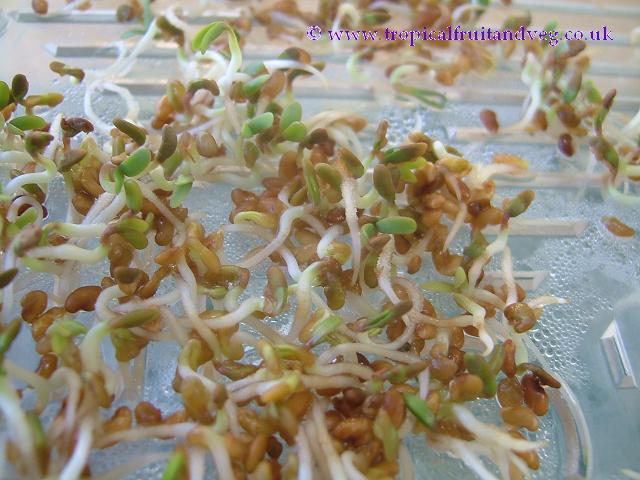 images/adzukisprout.jpg