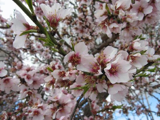 images/almondflr.jpg