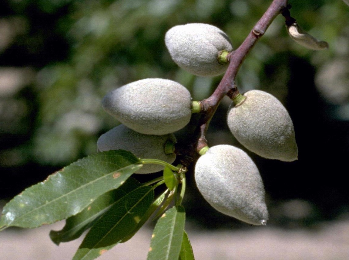 Almond image