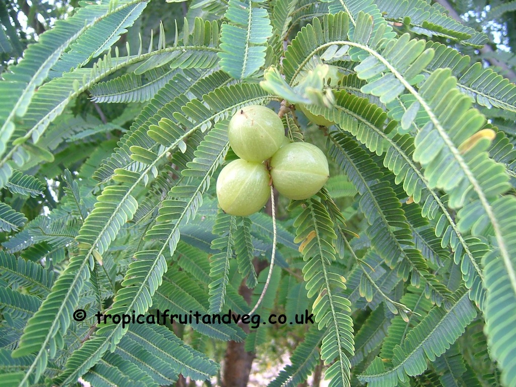 images/amla.jpg