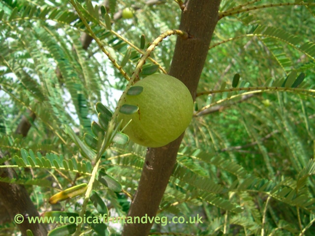images/amla2.jpg