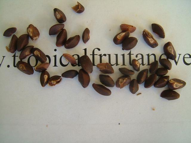 images/amlaseed.jpg