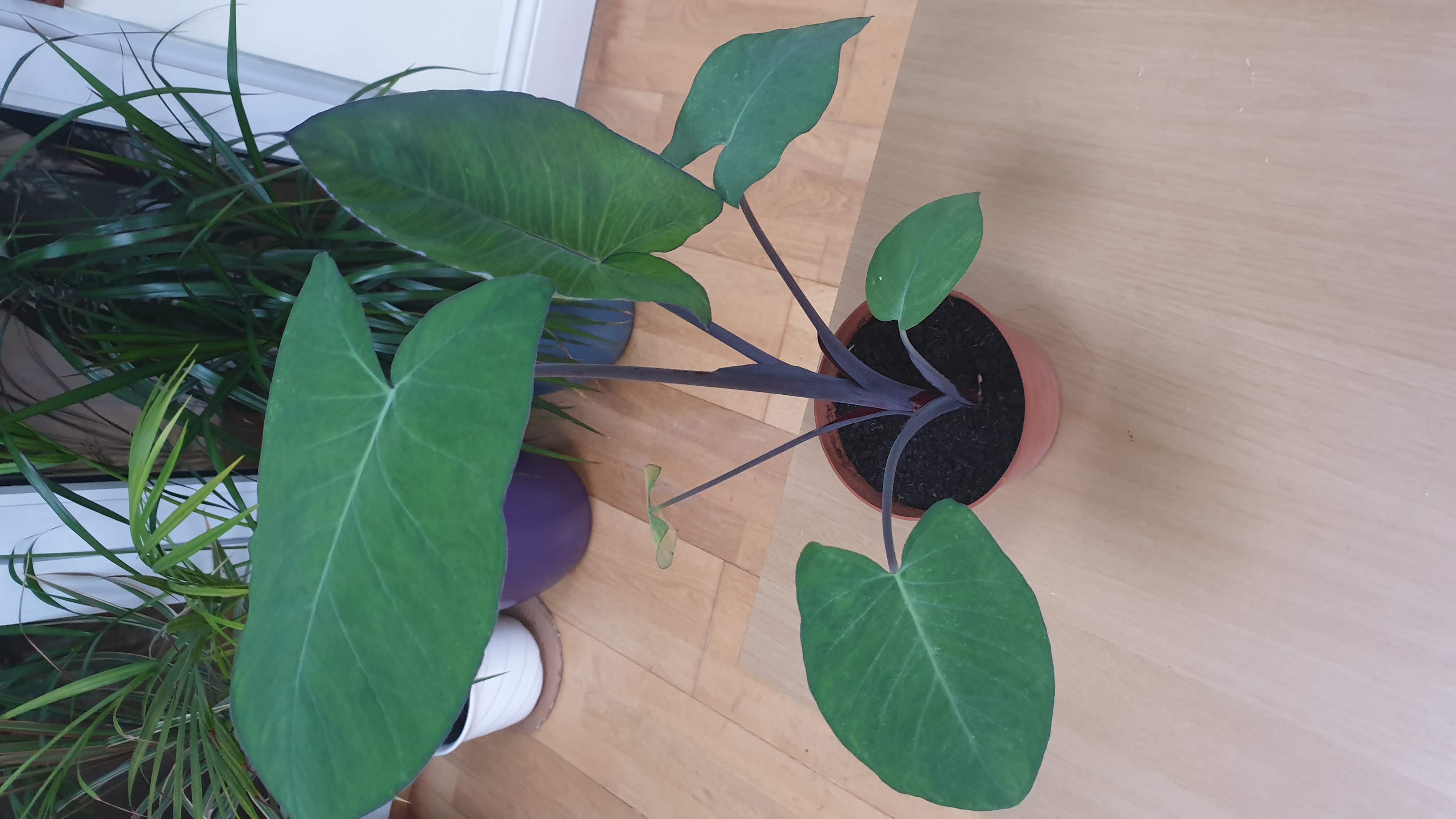 images/arbiplant.jpg