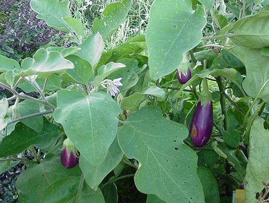 images/auberfruit.jpg