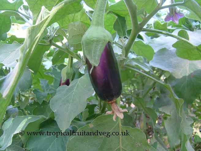 images/aubergine3.jpg