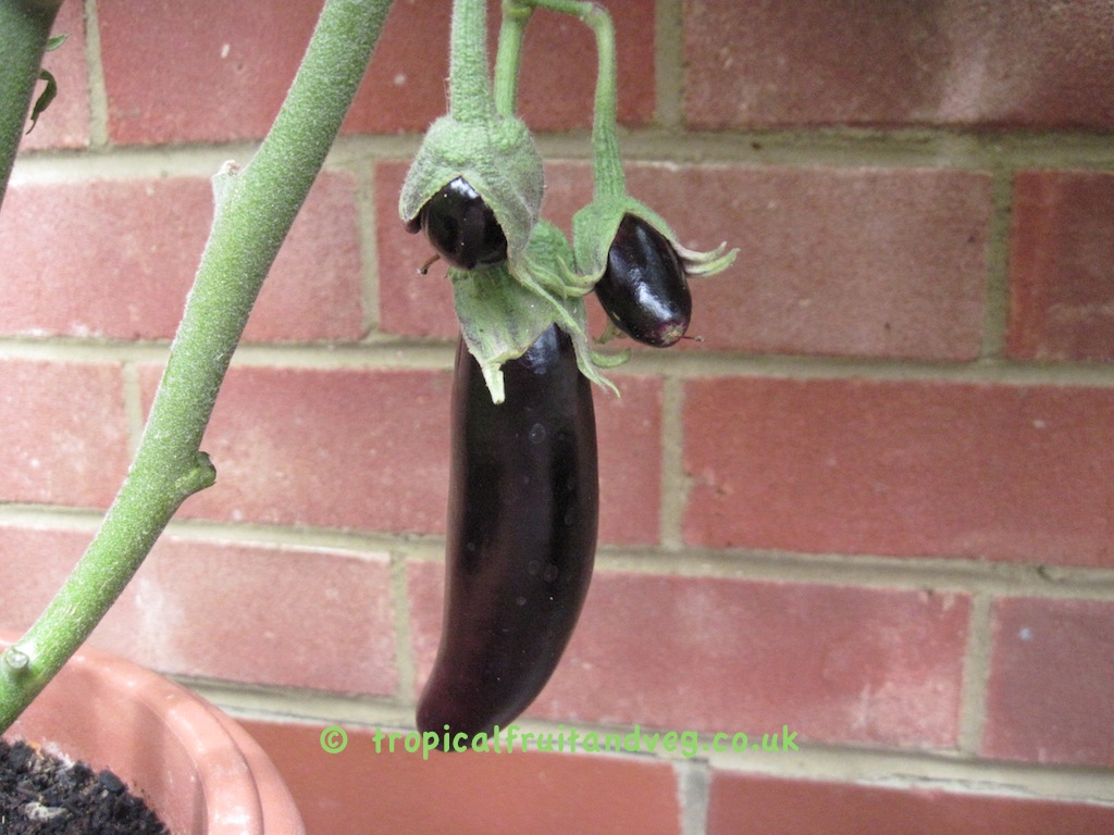 images/aubergine4.jpg