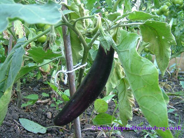 Aubergine image