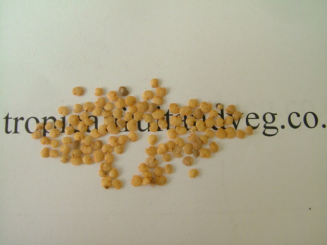 images/auberseed.jpg