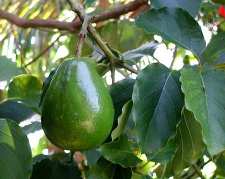 images/avocado.jpg