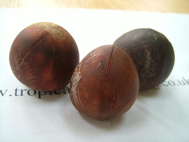 images/avocadoseed.jpg