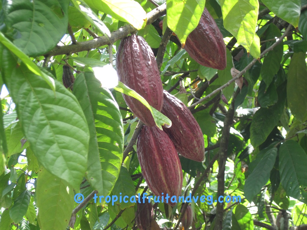 images/cacao.jpg