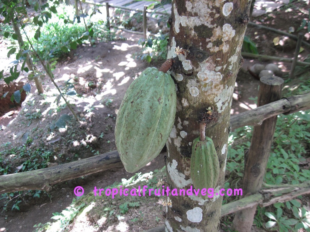 images/cacao2.jpg