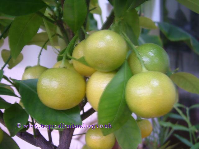 Calamondin image