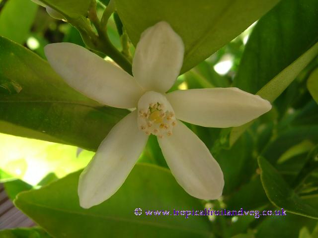 images/calamondinflr.jpg