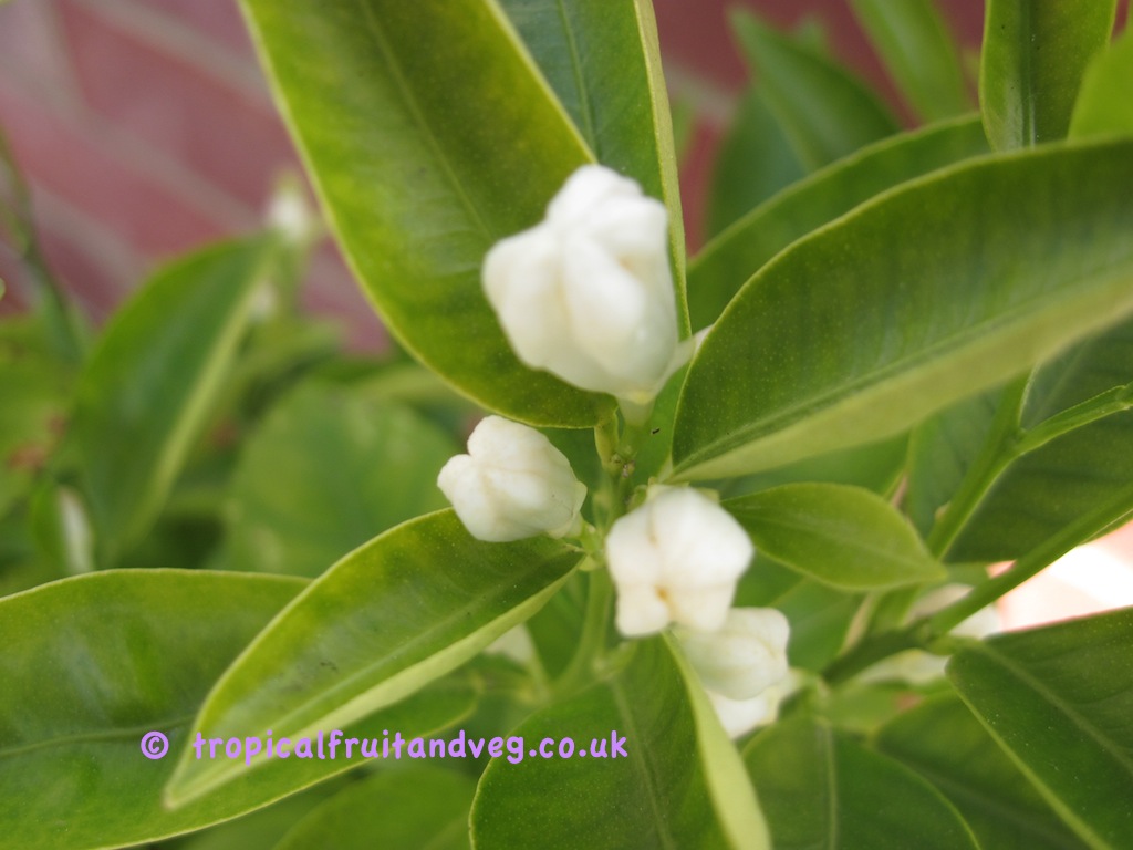 images/calamondinflr2.jpg