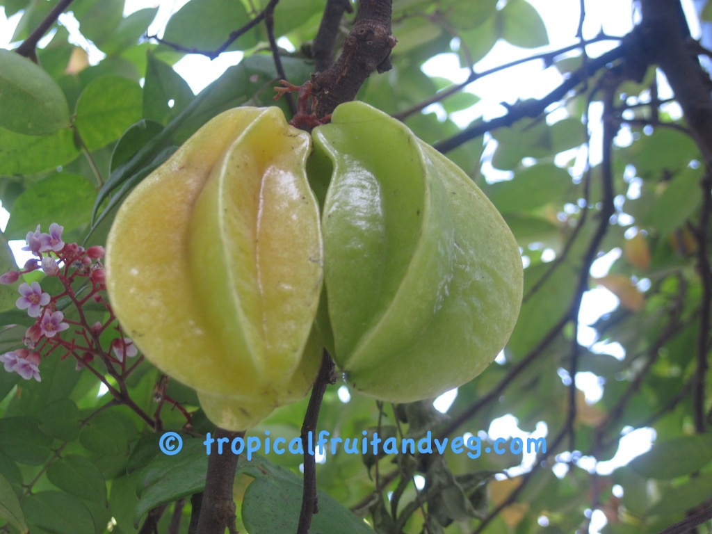 images/carambola.jpg