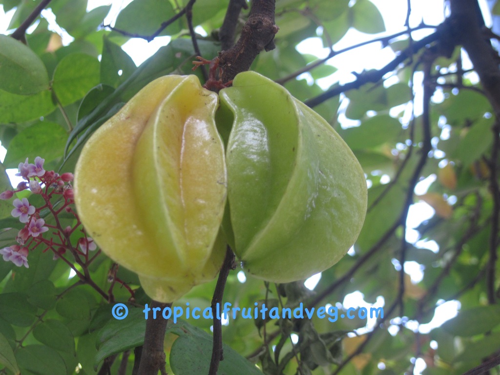 Carambola