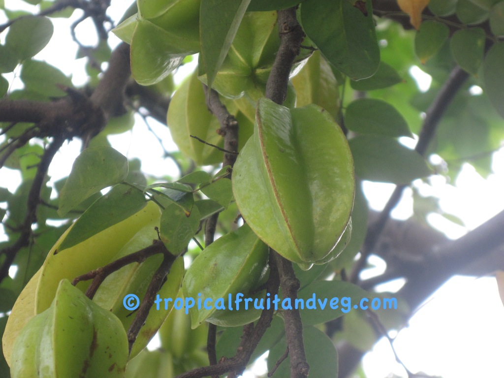 images/carambola2.jpg
