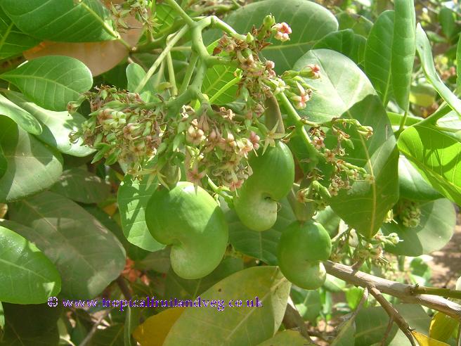 images/cashew.jpg