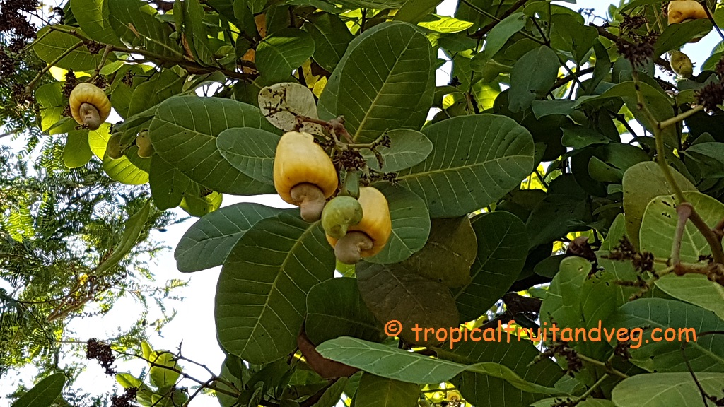 images/cashew2.jpg