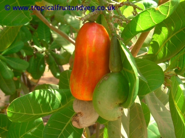 images/cashew3.jpg