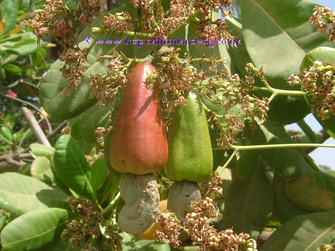 Cashew Apple image