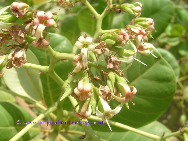 images/cashewflr.jpg