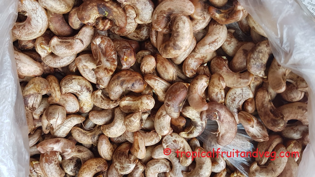 images/cashewseed2.jpg
