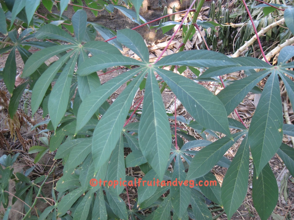 images/cassava.jpg