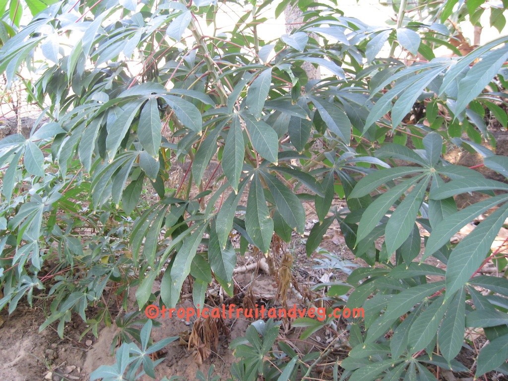 images/cassava2.jpg