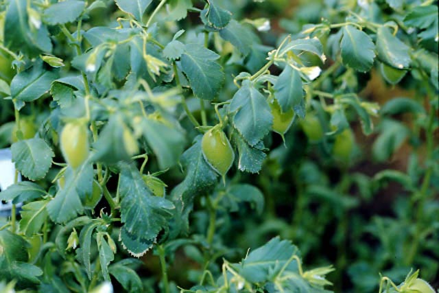 images/chickpea.jpg