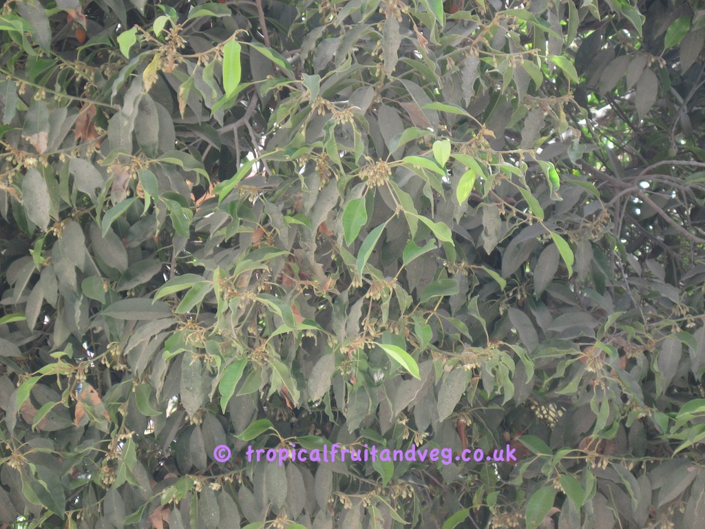 images/chikutree.jpg