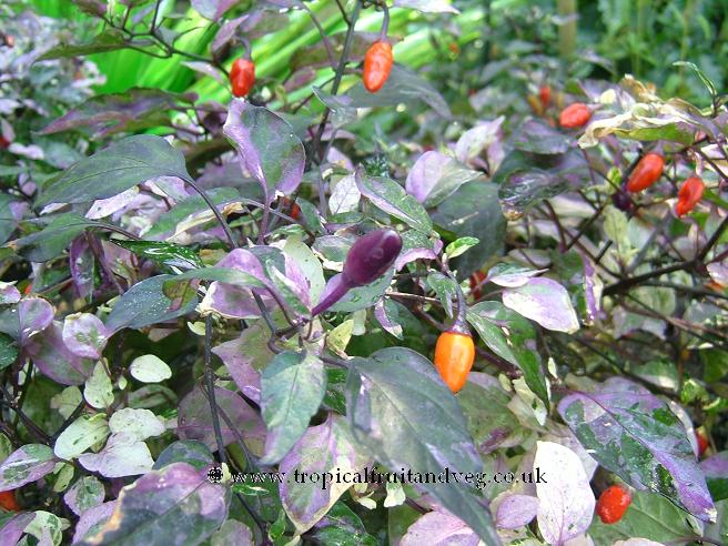 images/chilipurple.jpg