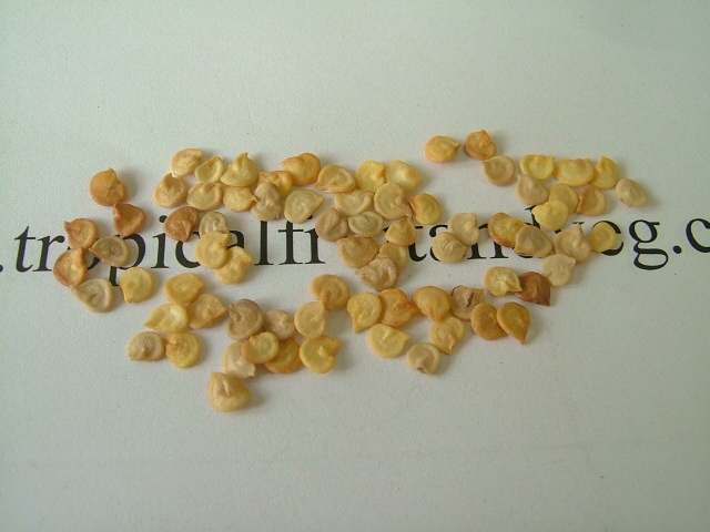 images/chiliseed.jpg