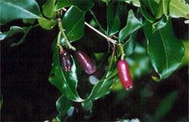 images/clove.jpg