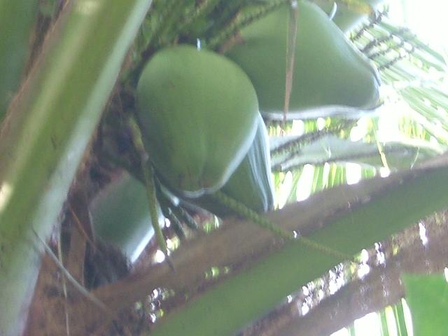 images/cocoind.jpg