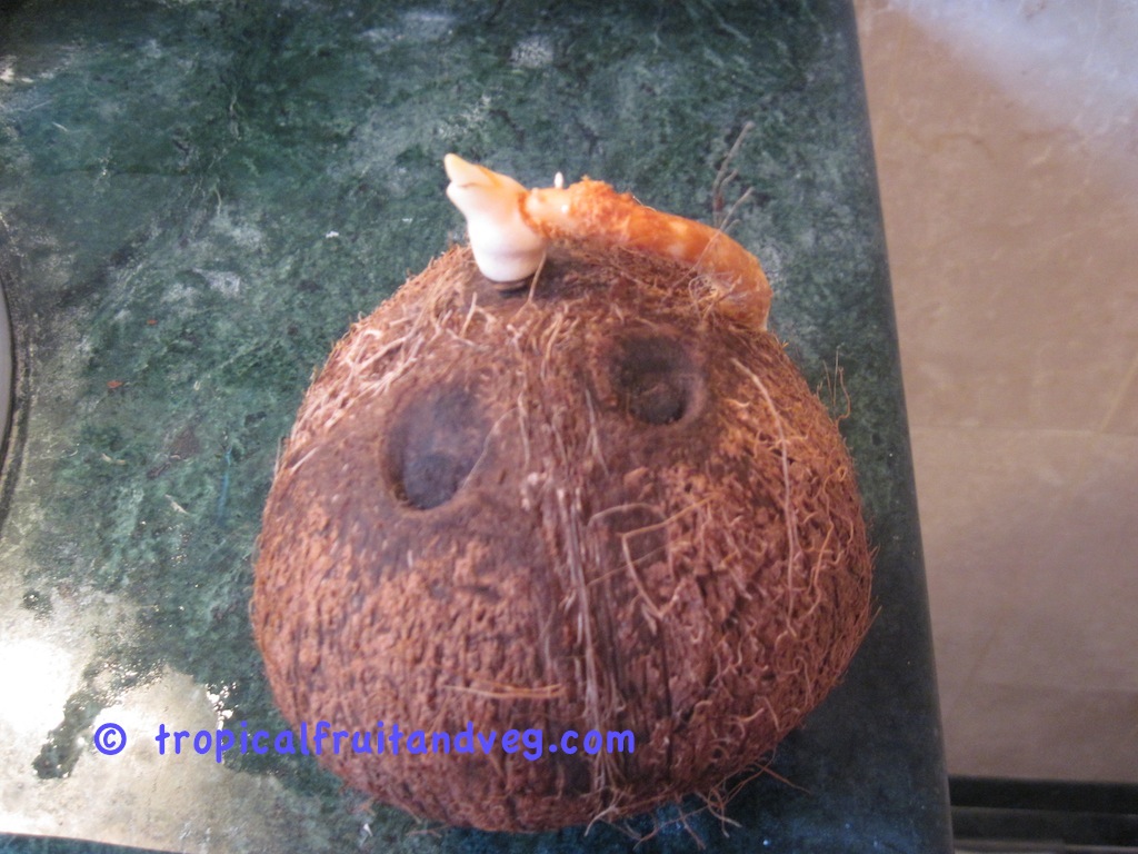 images/coconutsp2.jpg