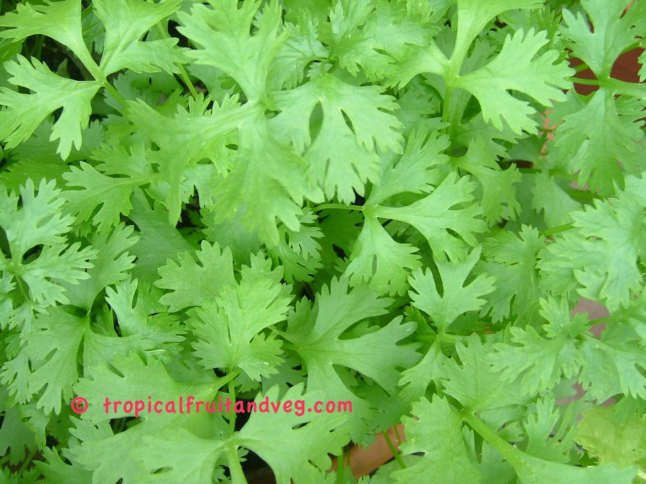 Coriander