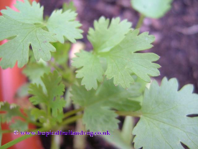 images/coriander.jpg