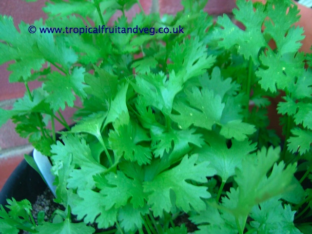 images/coriander2.jpg