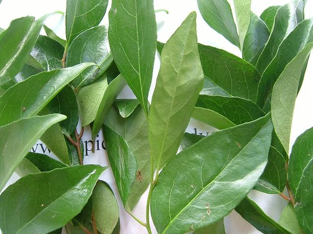 images/curryleaves.jpg