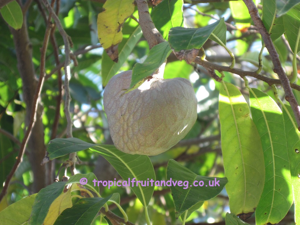 Custard Apple image