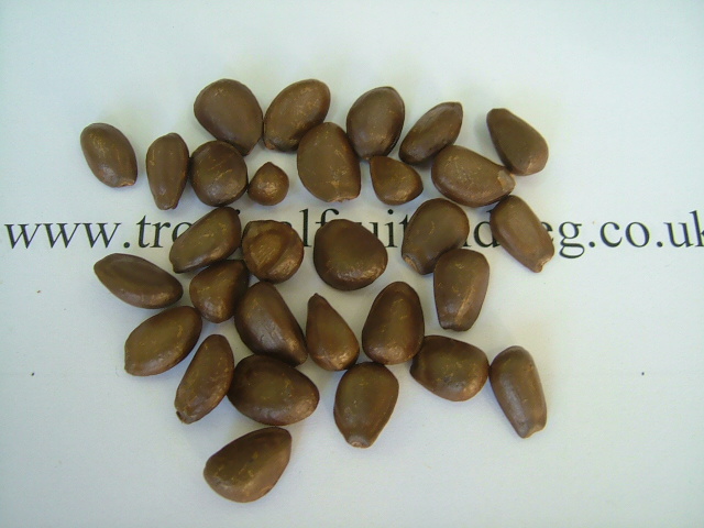 images/custardappseed.jpg