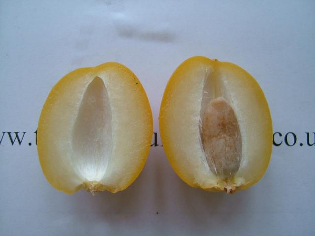 images/datefruit1.jpg