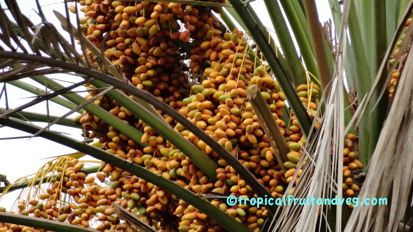 Date Palm image