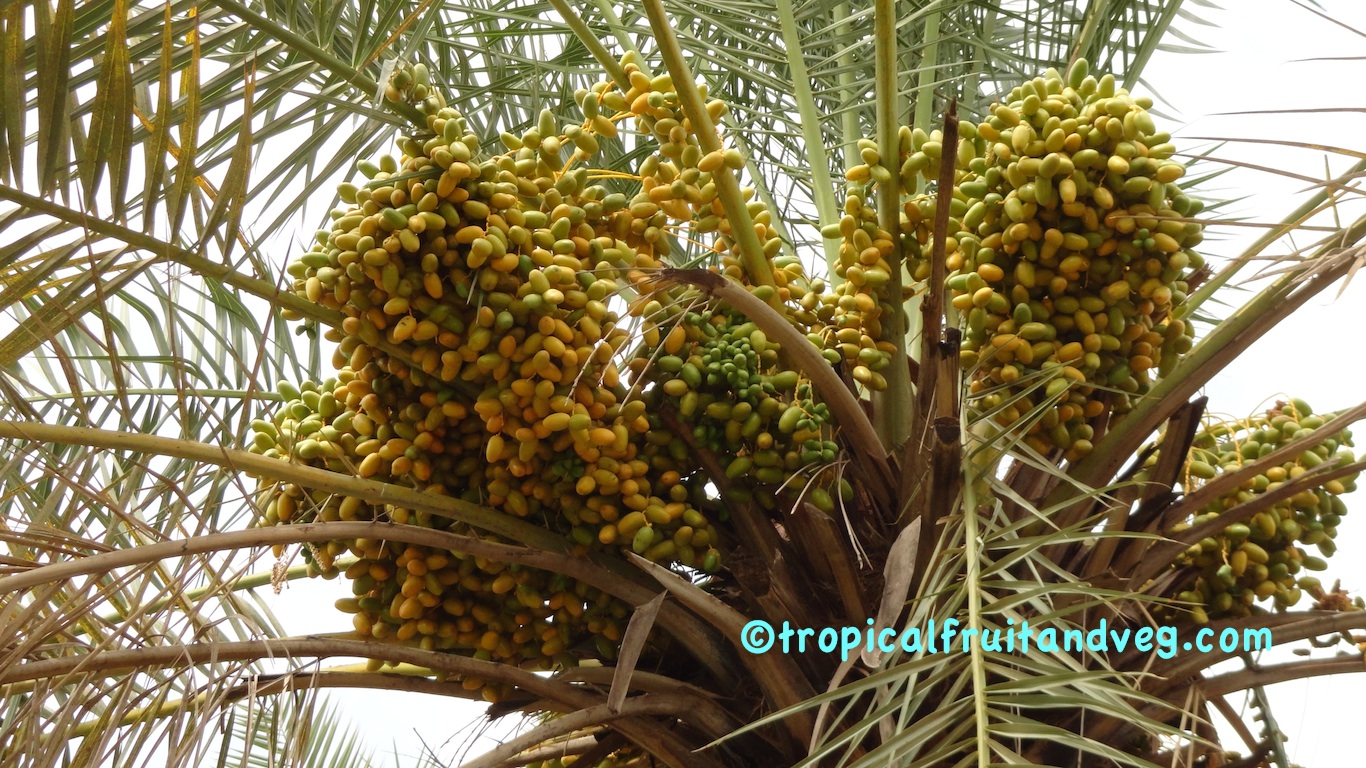 images/datepalm1.jpg