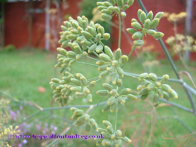images/dill.jpg