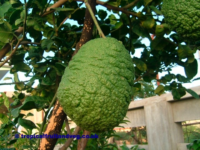 images/doringu.jpg