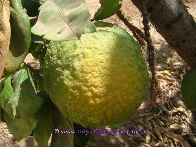 images/doringu2.jpg